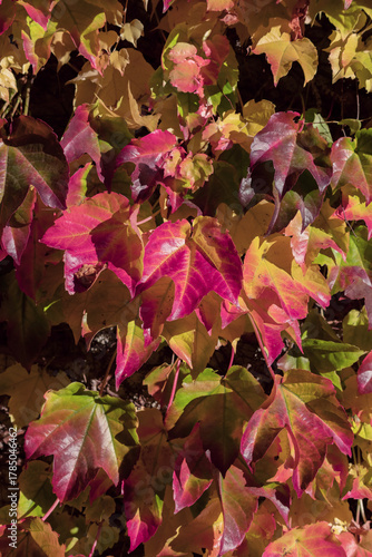 Autumn Colorful Leaves Show Vibrant Foliage on a Bush With Pink, Red, and Yel...