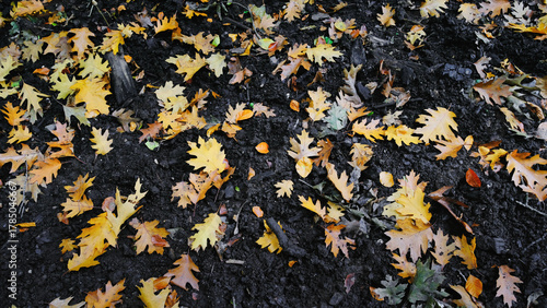 Herbstlaub - Gelbe Blätter auf Mutterboden