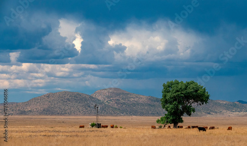 Pastoral scene, from the N1 highway, Free State.