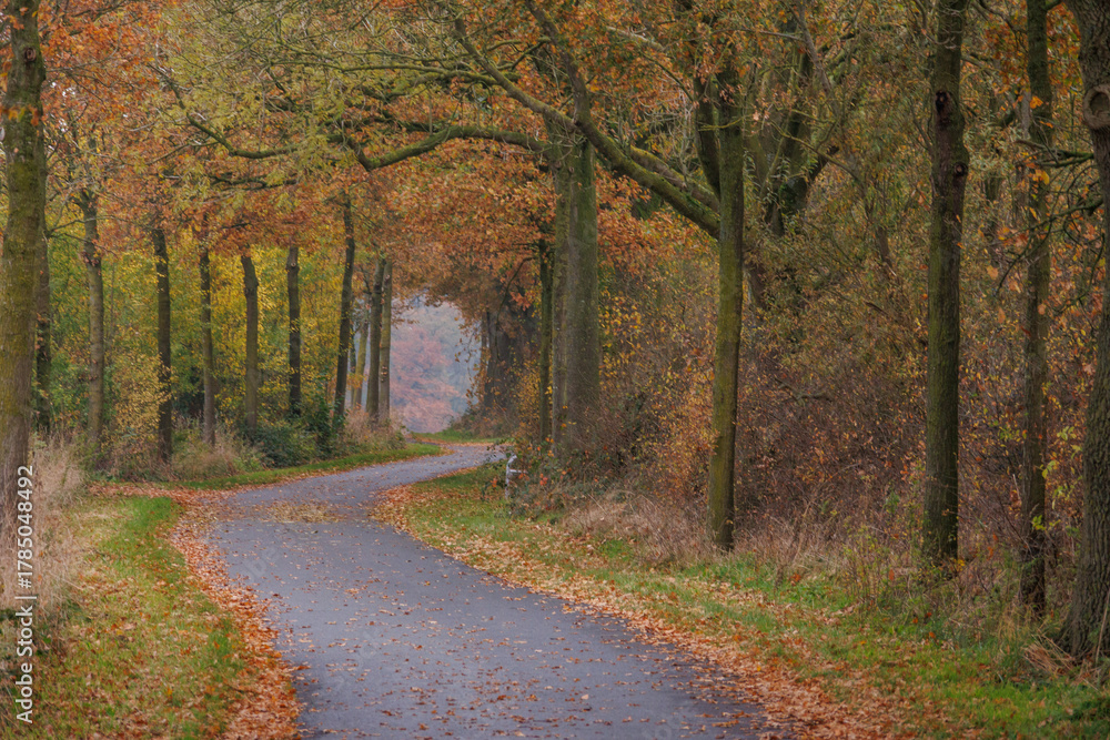 Obraz premium Herbstzeit im Münsterland in der Nähe von Velen