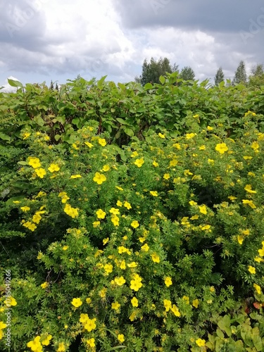 Fényképezés Blooming potentilla fruticosa goldfinger