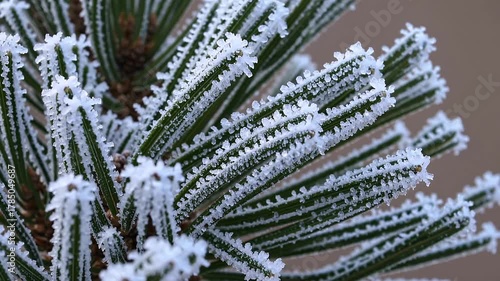ultra hd 4k macro video showcasing frost crystals pine needles glistening cold sunlight highlighting delicate frozen beauty winter nature