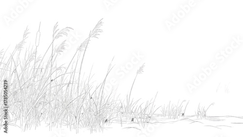 Vector illustration of tall grass swaying in the wind, black and white sketch on a white background