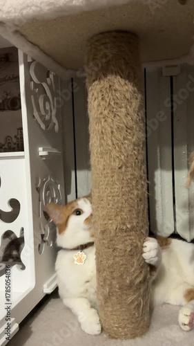 A ginger and white cat hiding behind a scratching post, peeking out from behind it, vertical video.