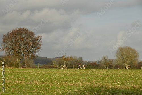Quelques vaches laitières au bout d'une pâture sous un ciel d'automne à Écaussinnes d'Enghien (Soignies)