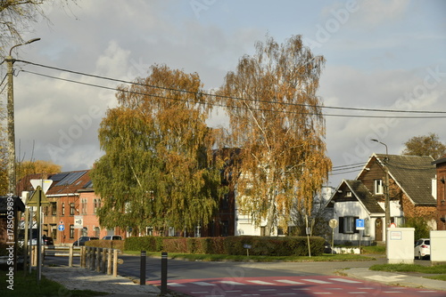 Arbres en automne dans l'une des rues à Écaussinnes d'Enghien (Soignies) 