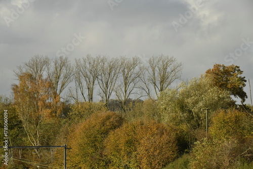 Le feuillage en automne des arbres d'une forêt à Écaussinnes-d'Enghien (Soignies)