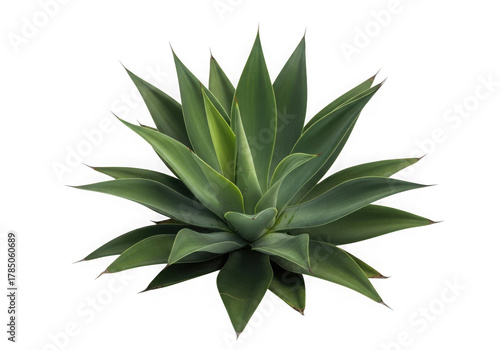 Green agave plant isolated on transparent background