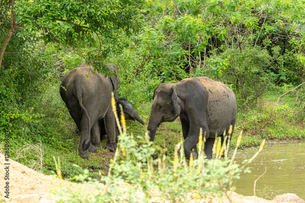 Fototapeta premium A small herd of Asian elephants, including a calf, standing near a waterhole surrounded by lush green vegetation in a tropical forest. The elephants are relaxing and cooling off in the natural habitat