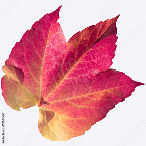 Autumn Colorful Ivy Leaf Close-Up With Red Pink Orange Gradient and Vein Texture