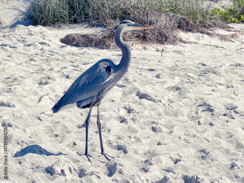 great blue heron on the beach