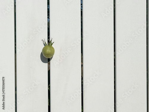 green tomato on the vine through the fence