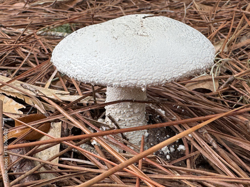 white mushroom in the forest