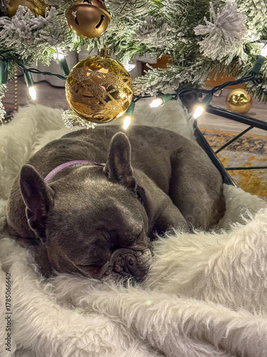 christmas tree with french bulldog sleeping underneath