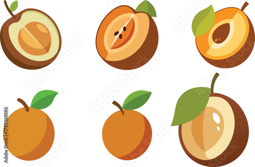 sapodilla full and half cut different cutting vector illustration set 