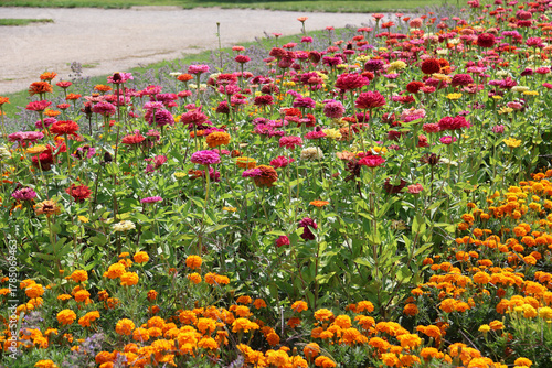 Flower bed filled with a variety of colorful flowers, including Zinnia elegans and marigolds (Tagetes erecta).