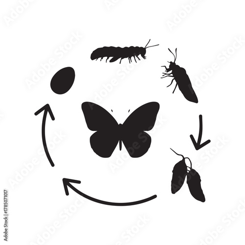 The butterfly life cycle a visual representation of metamorphosis from egg to butterfly, showcasing natures transformation