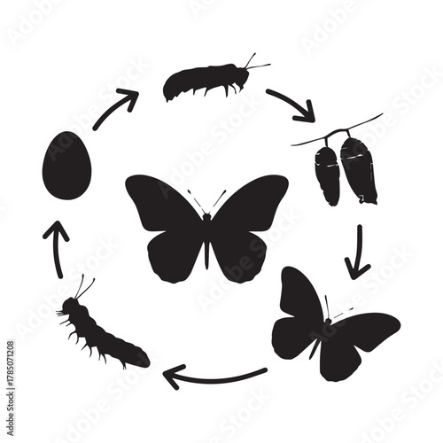 Butterfly metamorphosis a visual guide to the life cycle stages from egg to adult, illustrating natures incredible transformation