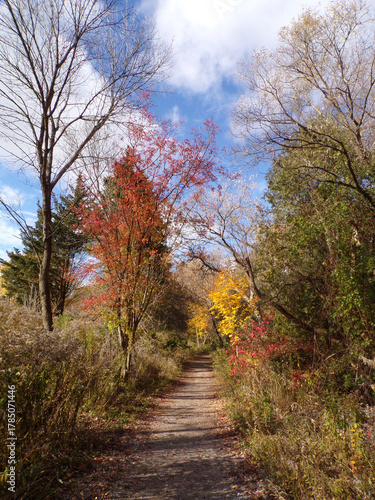 Fall landscape with colorful trees 