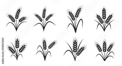 golden wheat stalks arranged neatly in rows forming a grid pattern, vector illustration Isolated on white background