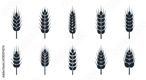 a row of wheat stalks arranged neatly in two lines, vector illustration Isolated on white background