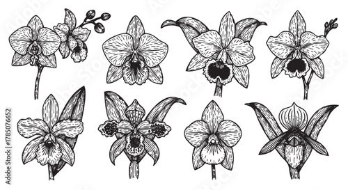 Black and white sketch of various orchid flowers, each with unique petal patterns and floral structures, showcasing detailed botanical line art.