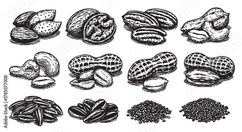 Black and white illustration featuring various nuts and seeds, including peanuts, walnuts, pecans, cashews, almonds, sunflower seeds, and sesame seeds arranged neatly.