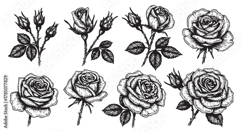 Black and white detailed illustrations of various rose blooms and buds with intricate shading and line work.