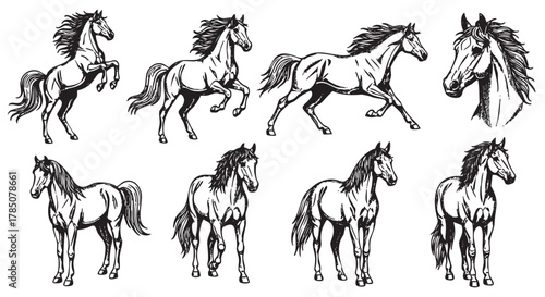 Black and white sketches of seven different horses in various poses, showcasing dynamic movement and detailed anatomical features.