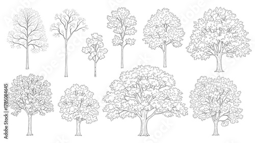 Vector illustration of collection of various deciduous trees in a handdrawn sketch style on a white background