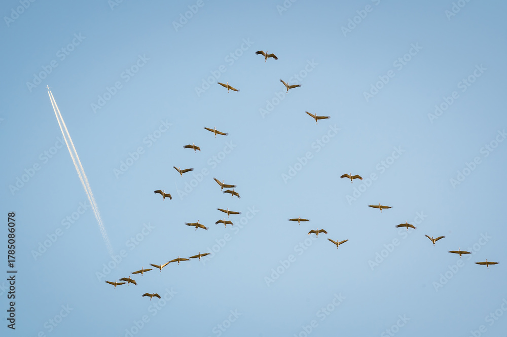 Obraz premium Birds in flight. A silhouettes of cranes in flight. Flock of cranes flies at sunrise. Foggy morning, Sunrise sky background. Common Crane, Grus grus or Grus Communis, big bird in the natural habitat.