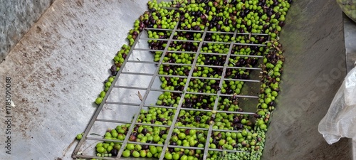 Fresh Olives Collected for Olive Oil Processing