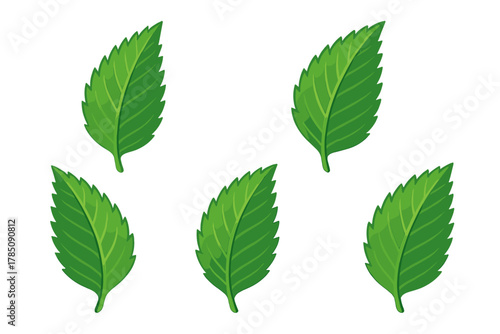 Five fresh green mint leaves isolated on white background