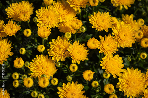 Yellow chrysanthemum flowers