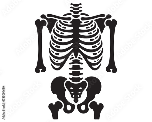 Rib cage anatomy diagram showing human torso bone structure