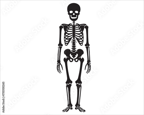 Detailed human skeleton illustration isolated on white background, full body anatomical vector showing bone structure for biology, science, education, and medical learning materials