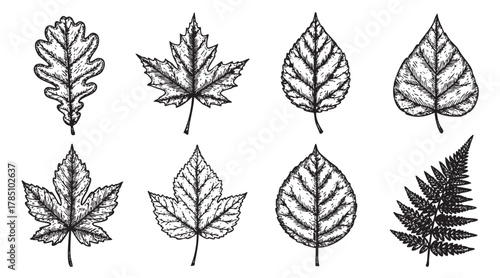 Detailed black and white sketches of various leaf shapes including oak, maple, and fern, showcasing intricate patterns and textures.