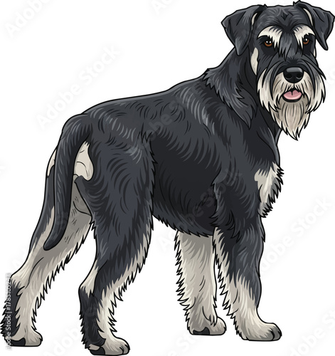 Giant Schnauzer dog standing looking back rear view illustration