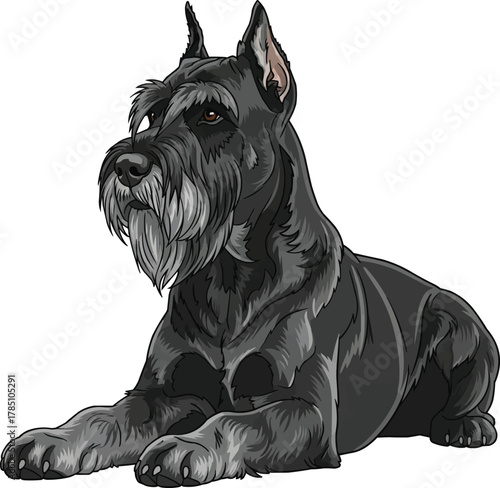 Giant Schnauzer dog lying down sphynx pose vector illustration