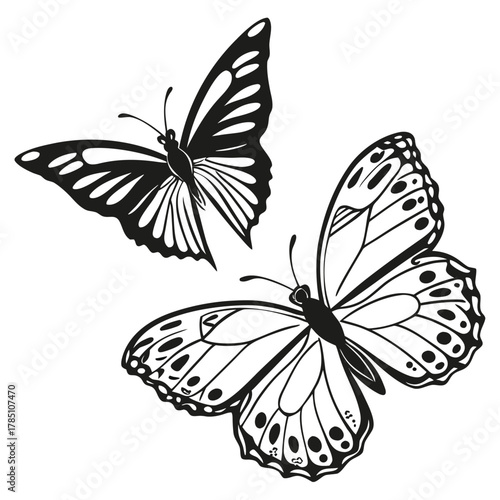 Two butterflies insect vector illustration design in black and white colors art