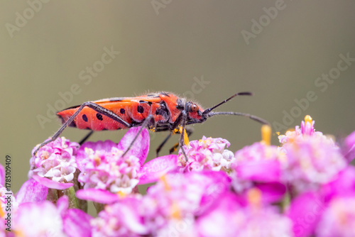 Close-up image of a Cinnamon Bug (Corizus hyoscyami) on pink Achillea