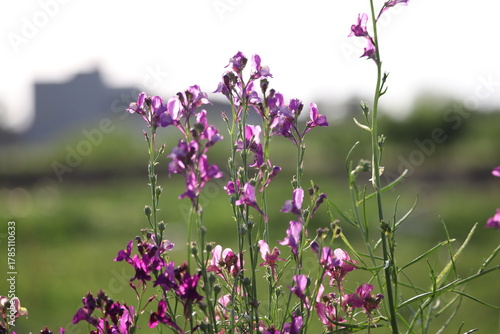 Wild Pink Toadflax Flowers Blooming in Sunlight — Natural Macro Floral Photography