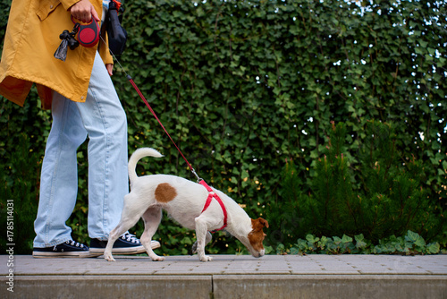 Active small dog on red leash sniffing ground while walking with owner in city park. Woman walks with curious Jack Russell terrier dog. Concept of pet behavior, curiosity and outdoor activity