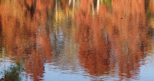 Reflection of colorful autumn trees on a calm lake surface