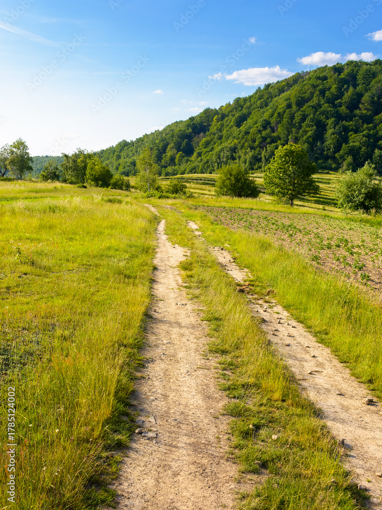 Obraz premium dirt road through field in mountains. beautiful rural landscape of ukraine in summer. scenic view of a countryside green environment under blue sky with clouds in evening light. forest on the hill