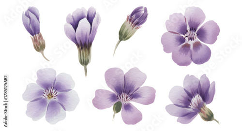Lavender Lilac floral watercolor blossoms.