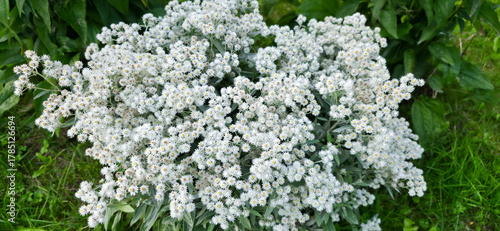 Anaphalis triplinervis flowerbed with summer flowers