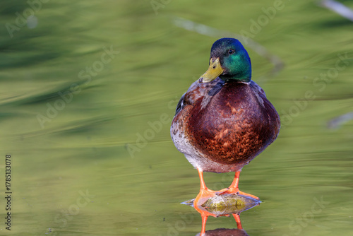Stockente (Anas platyrhynchos) Männchen