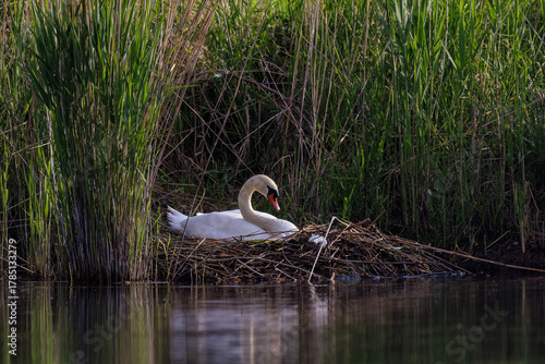 Höckerschwan (Cygnus olor)