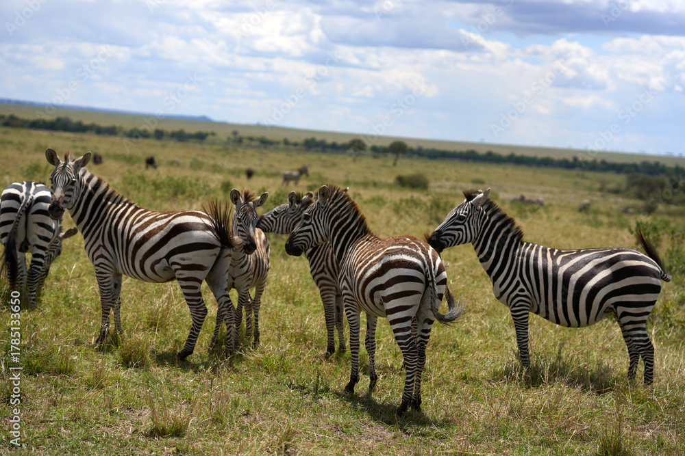Fototapeta premium Zebras a road at Masai Mara